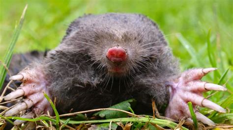 sexy mole|Fierce female moles have male.